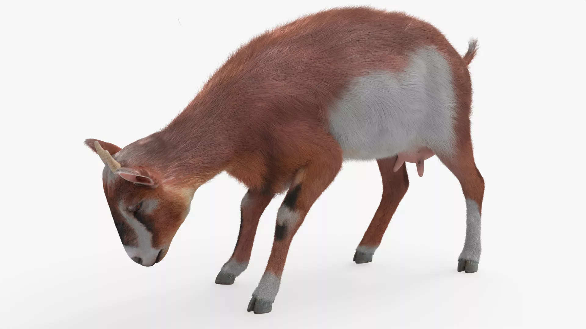 Domestic Horned Goat Fur Rigged For Blender 3D model