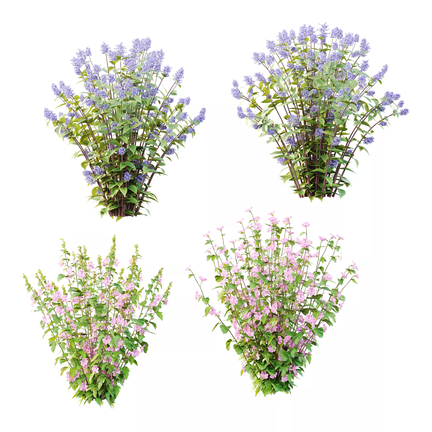 Ceanothus x delileanus Lavatera clementii Flower Bush 3D model