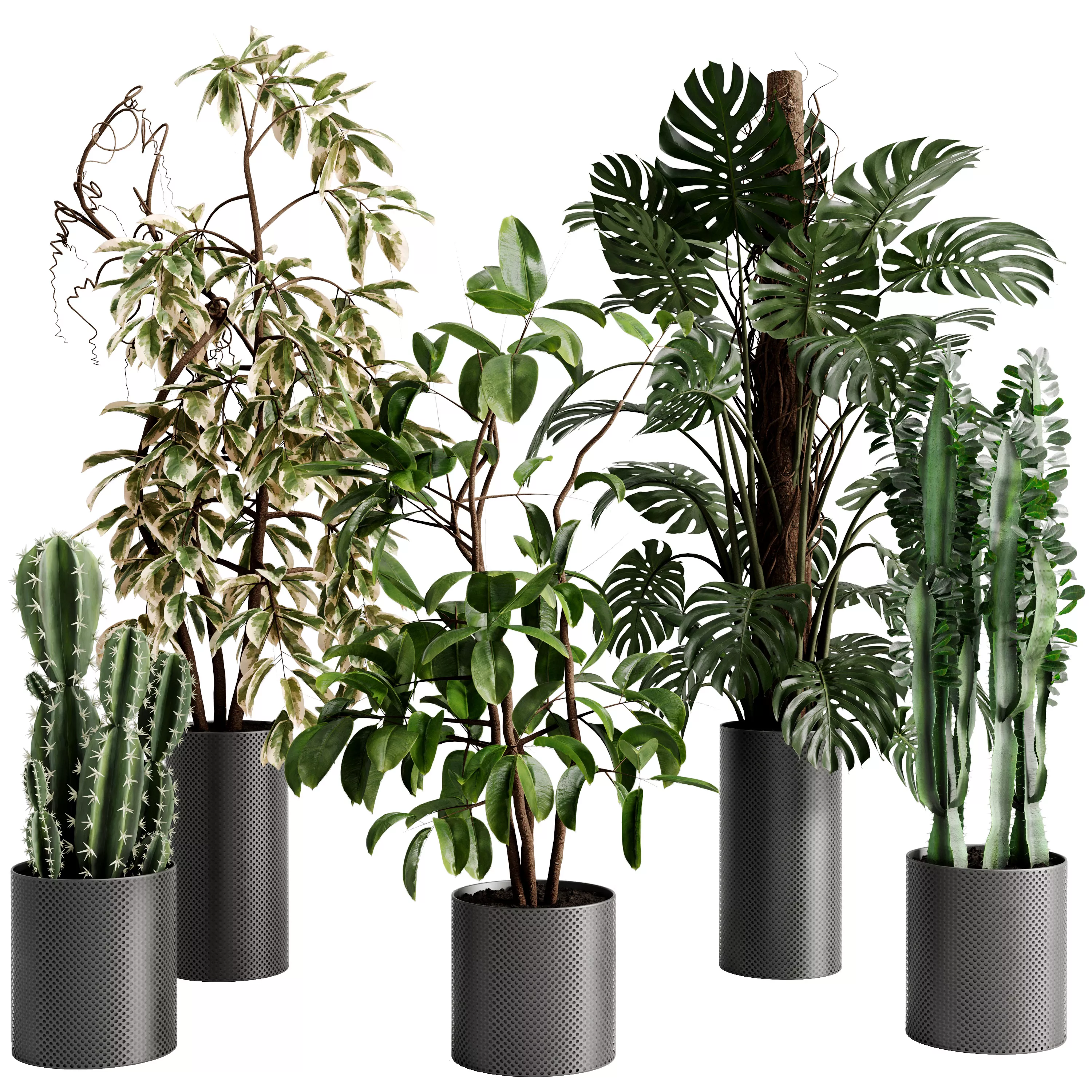 Cactus Monstera Ficus Rubber Benjamin in Indoor Plant set 766 3D model
