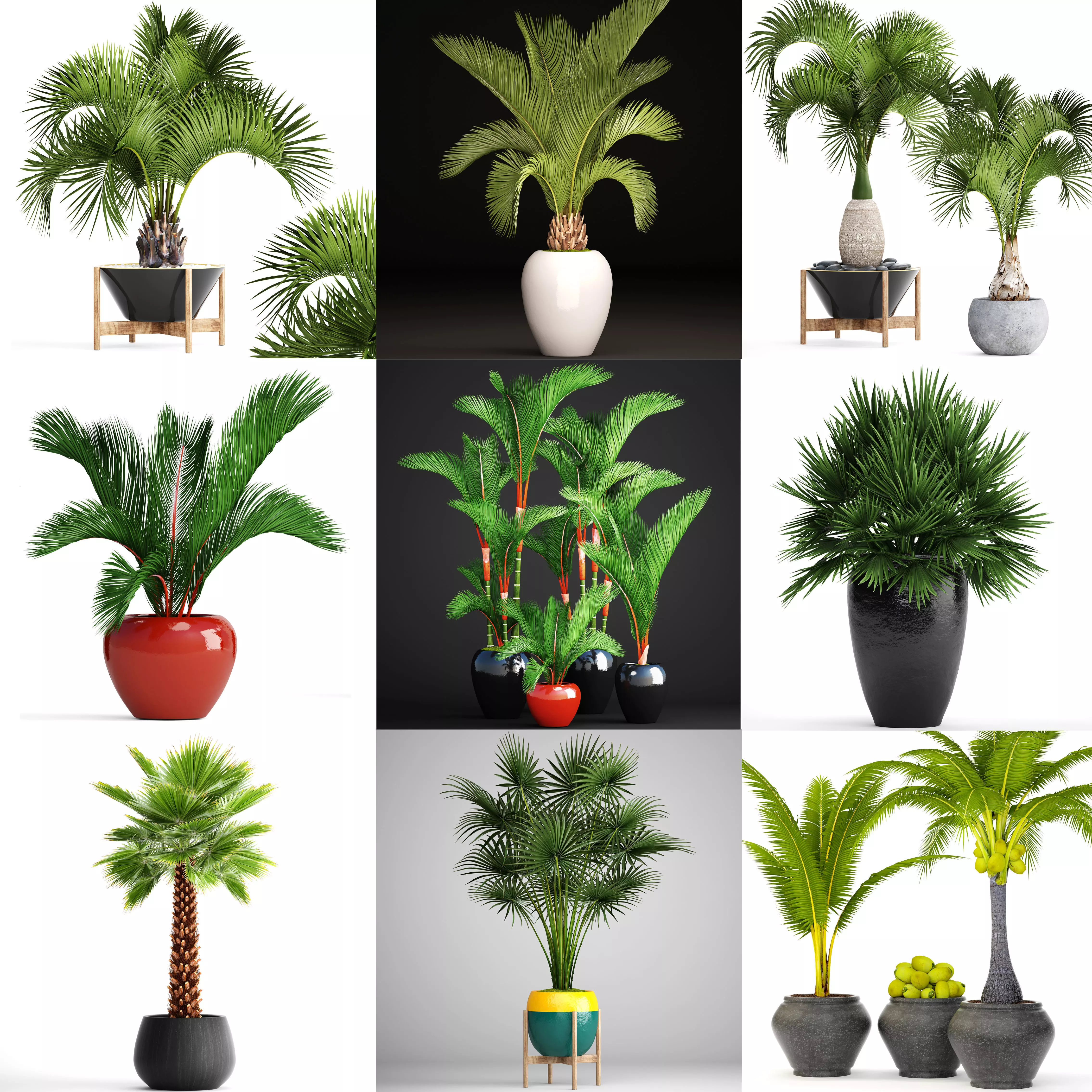 Collection of palms 14 models 3D model