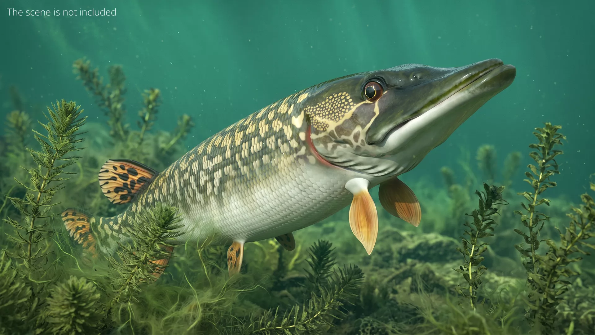 Northern Pike Fish Set Animated Rigged For Maya 3D model