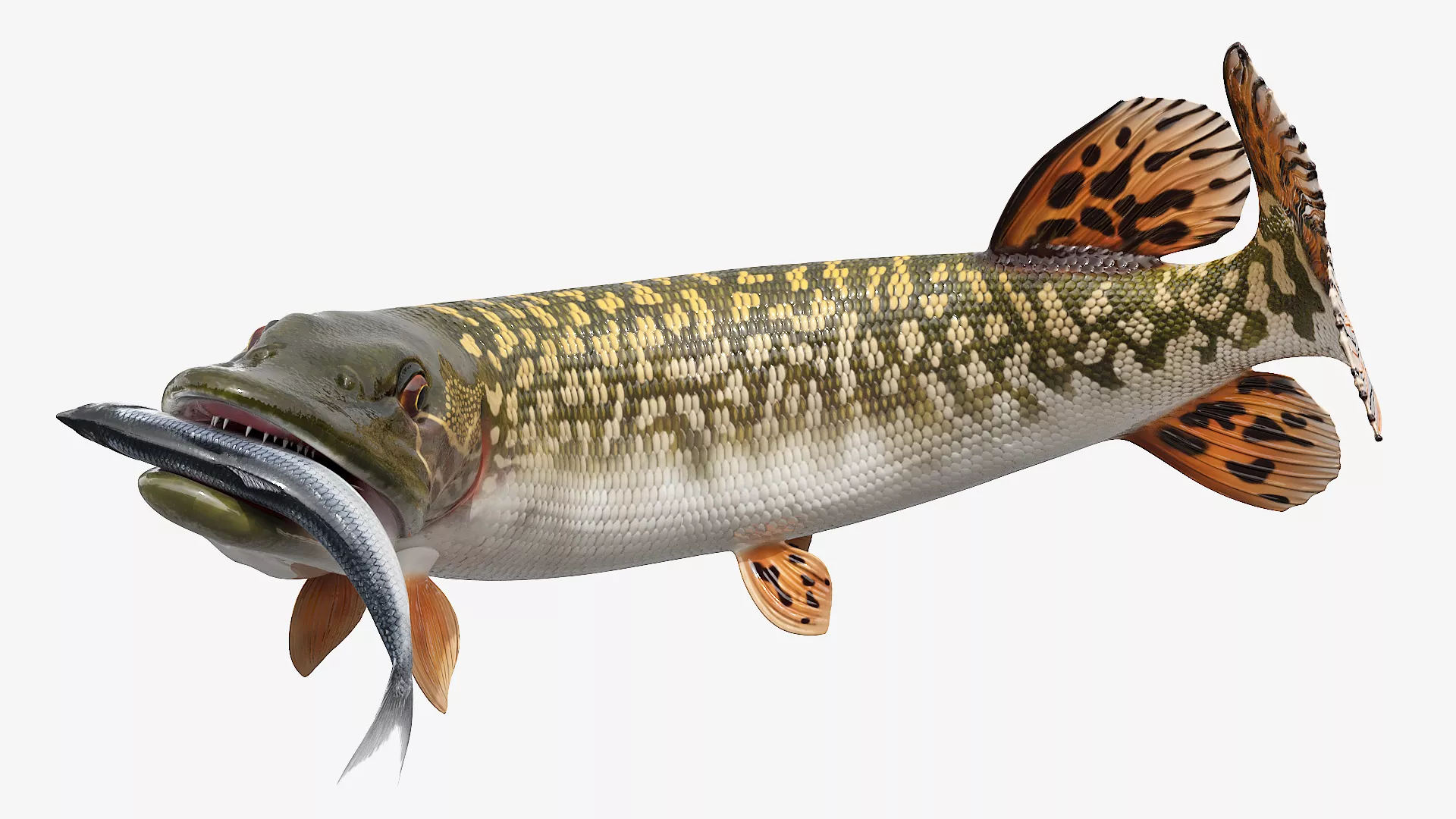 Northern Pike Fish Attack Animated Rigged For Maya 3D model