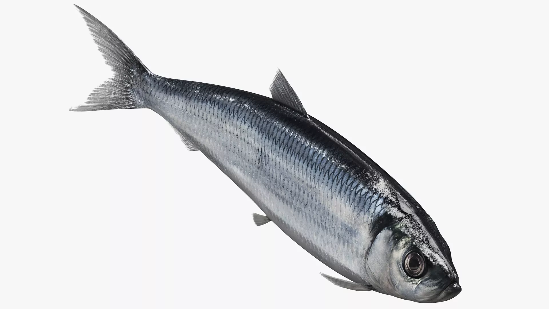 Atlantic Herring Fish Set Animated Rigged For Maya 3D model