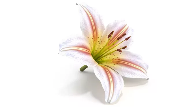Realistic Lily 3D Model High-Quality 4K PBR Asset