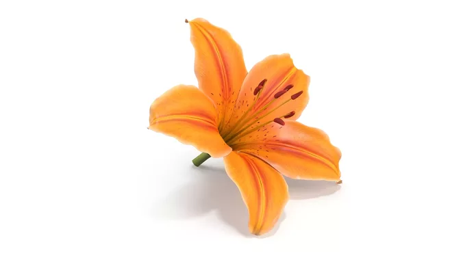 Realistic Lily 3D Model High-Quality 4K PBR Asset