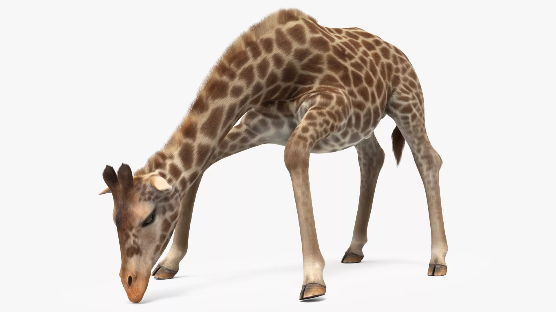Giraffe Fur Drink Water Animated Rigged For Maya 3D model