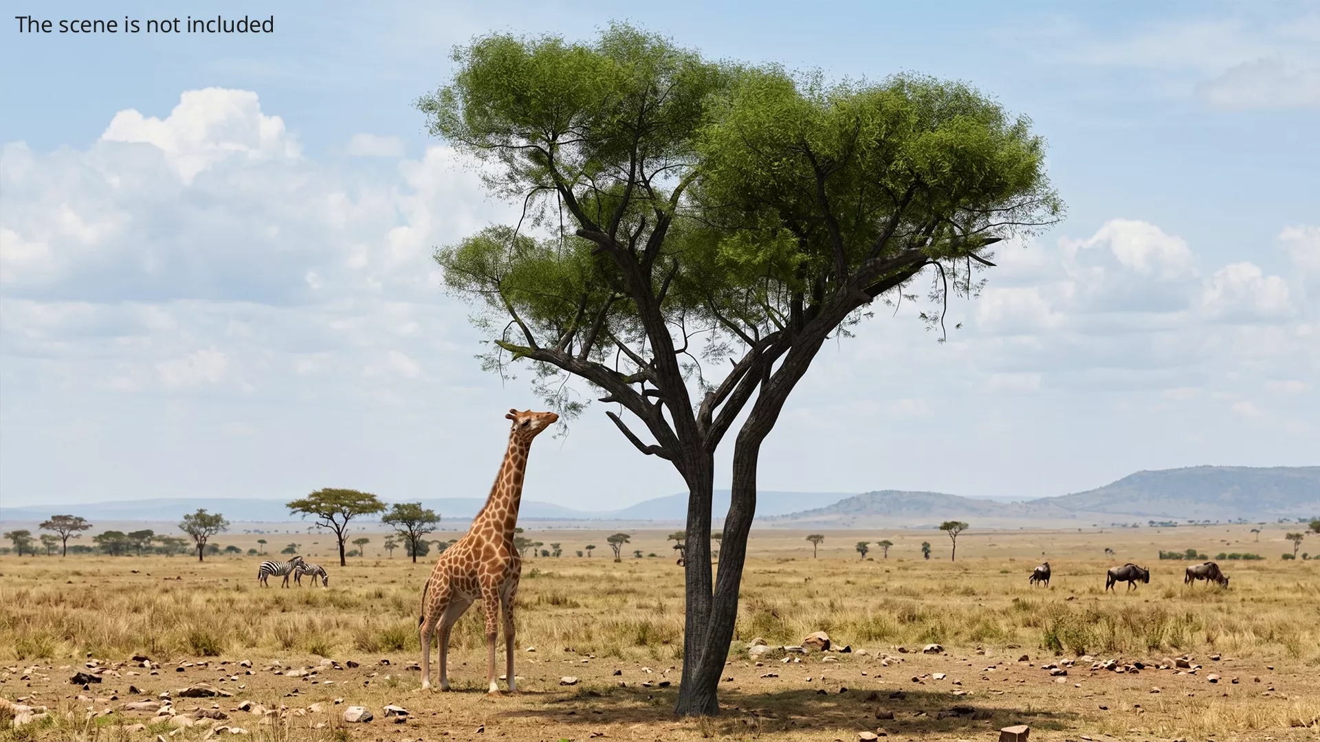 Giraffe Fur Eating Animated Rigged For Maya 3D model