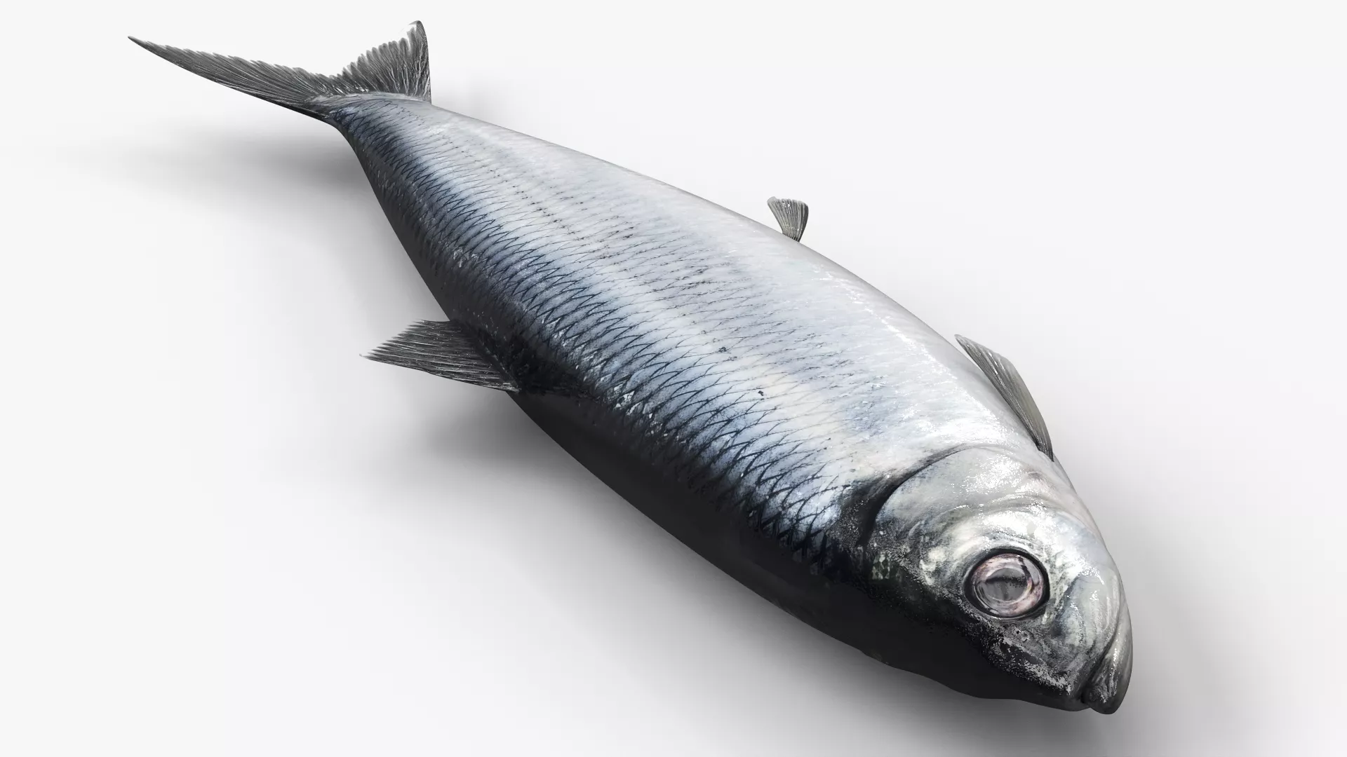 Atlantic Herring Fish Twitching Animated Rigged For Maya 3D model