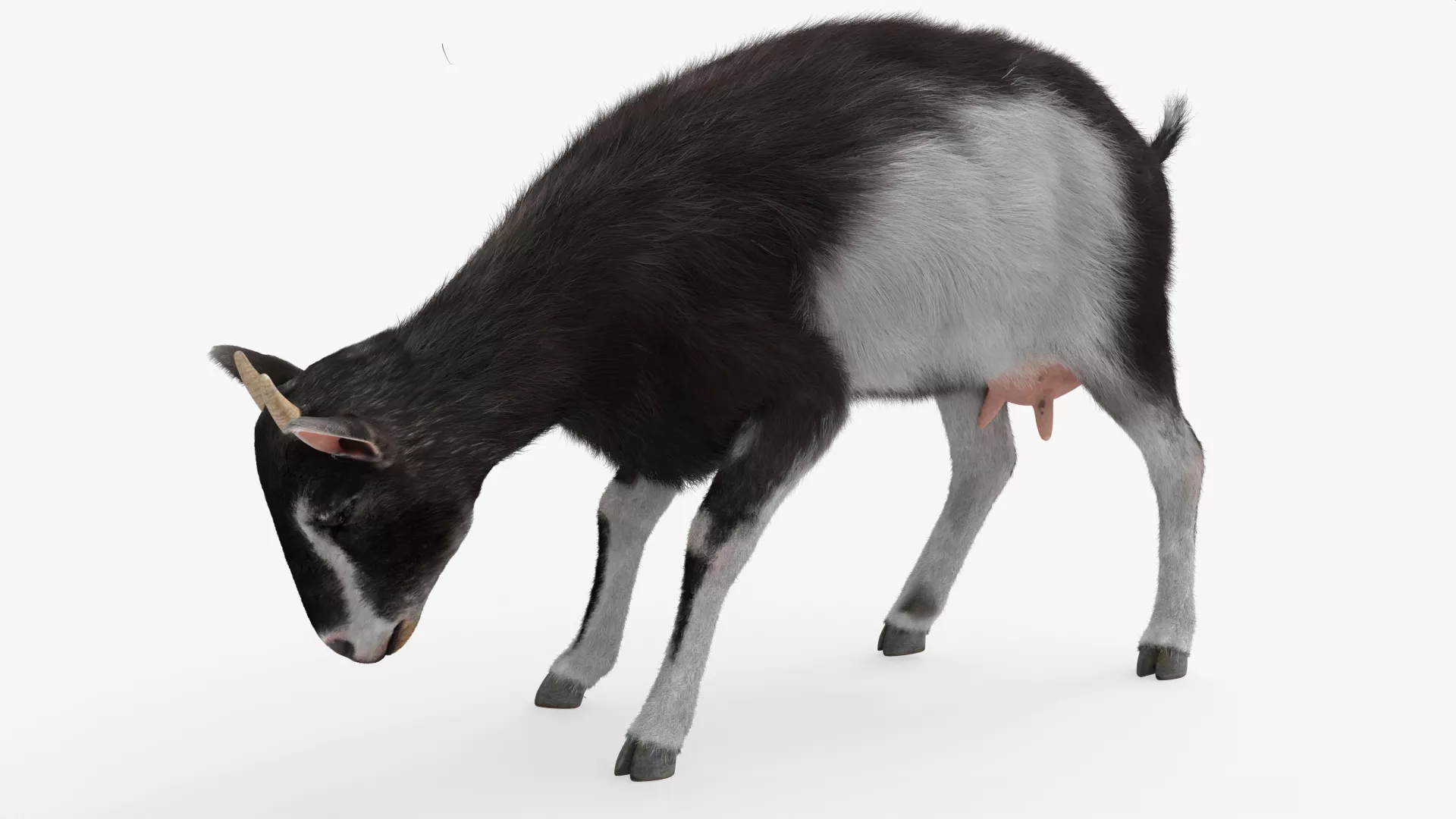 Dairy Goat Walking Animated Fur Rigged For Blender 3D model
