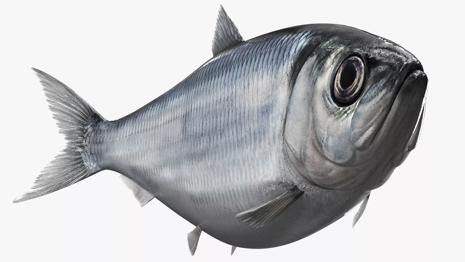 Atlantic Herring Fish Rigged For Maya 3D model