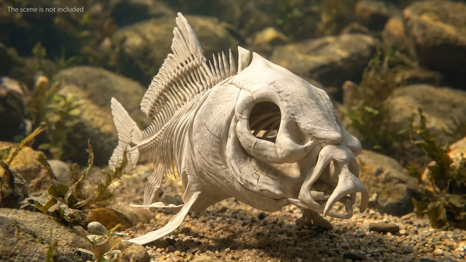 Bony Carp Anatomy Structure Rigged For Blender 3D model