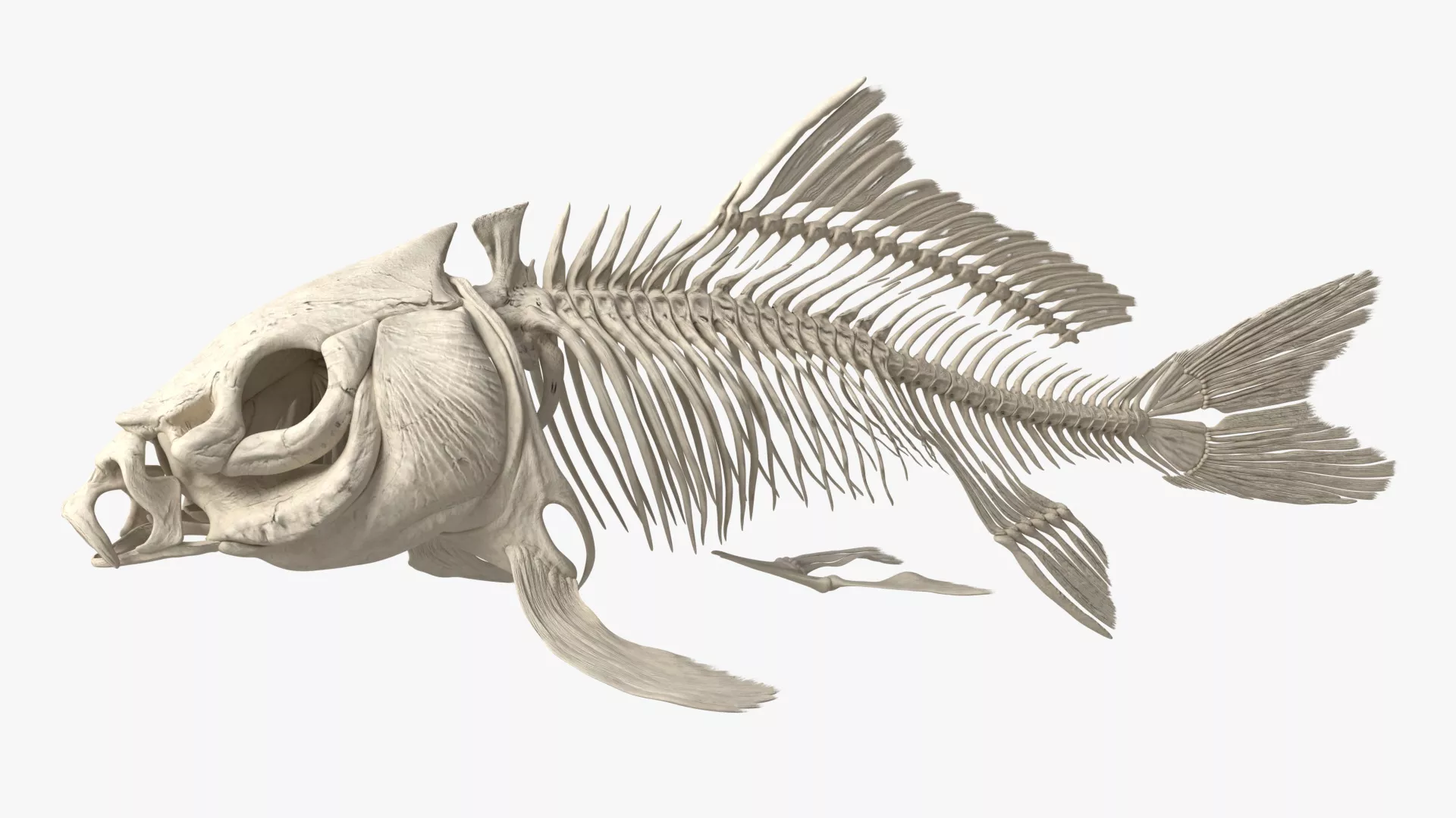 Carp Skeleton Swimming Animated Rigged For Blender 3D model