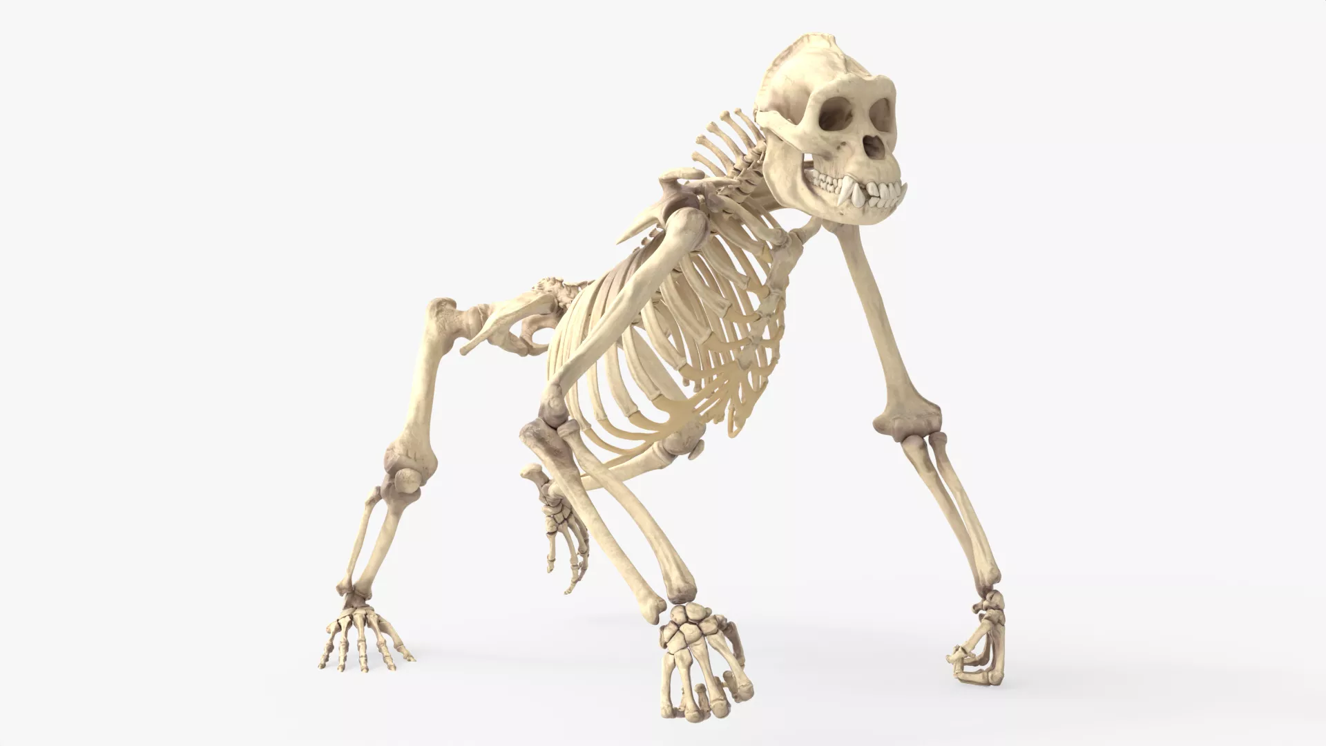 Primate Gorilla Skeleton Rigged For Blender 3D model