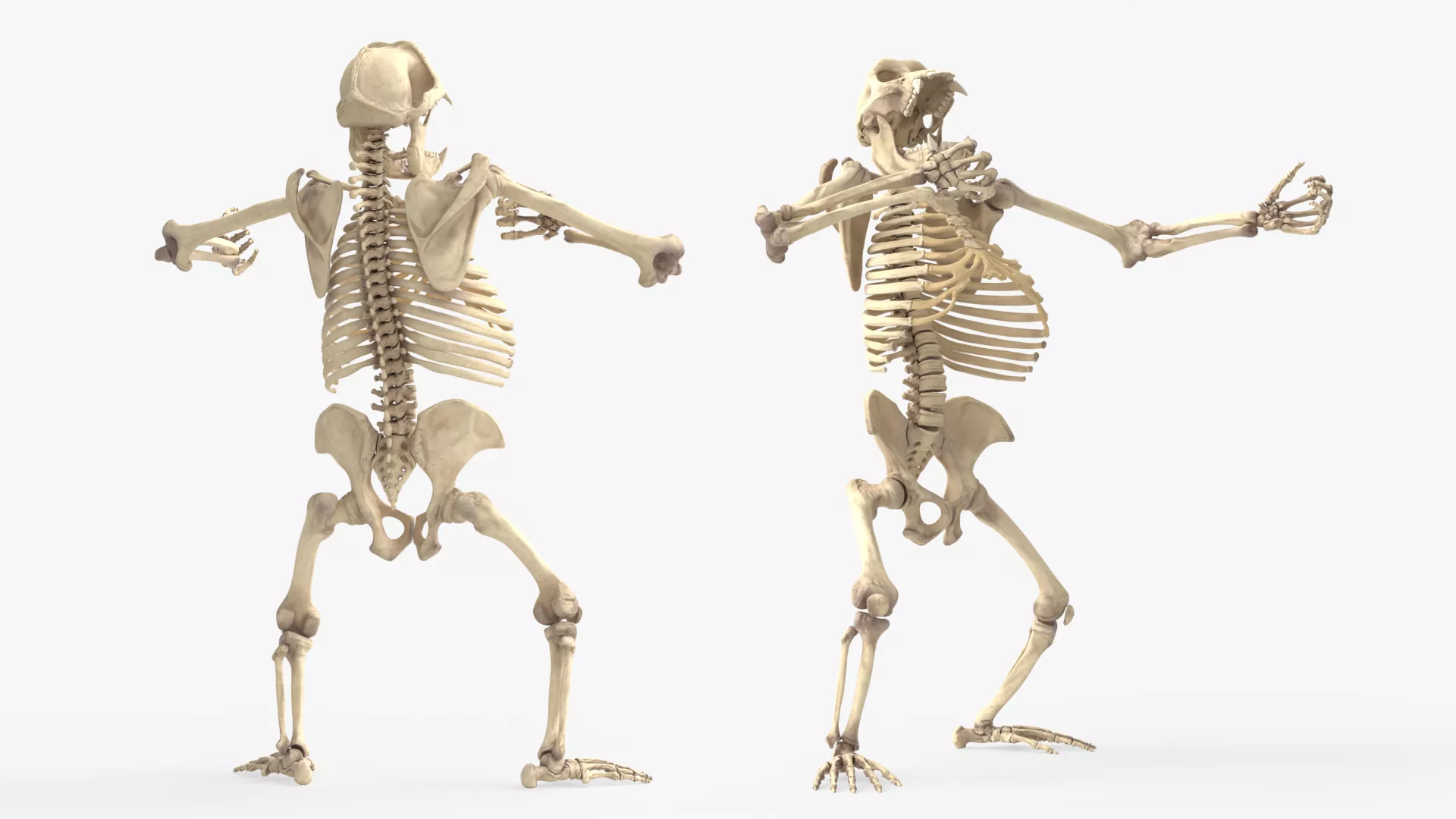Bony Gorilla Rage Animated Rigged For Blender 3D model