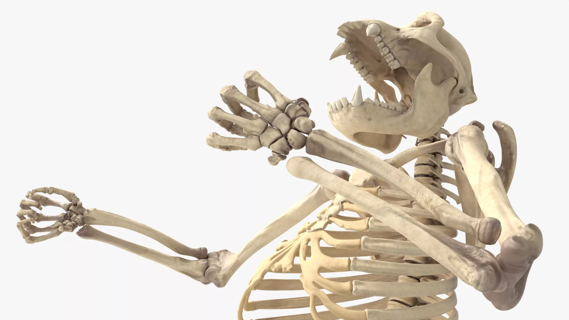 Gorilla Skeleton Rigged For Blender Animated Set 3D model