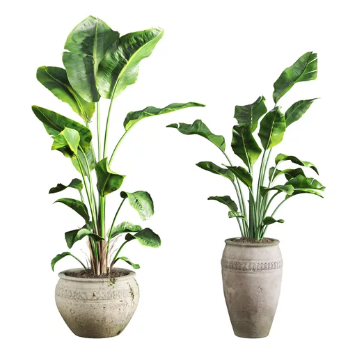 Strelitzia Nicolai Plant