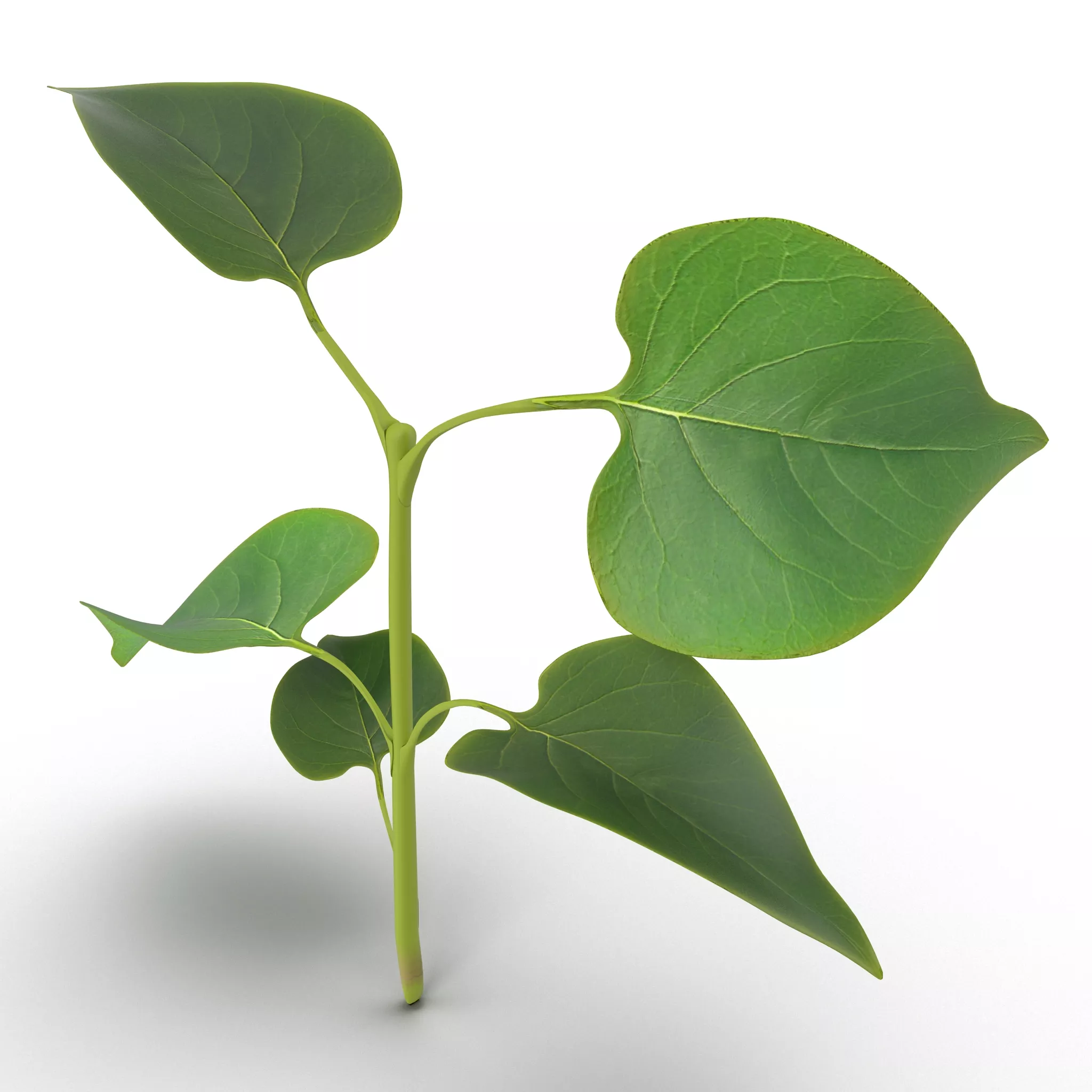 Branch With Leaves 2 3D model