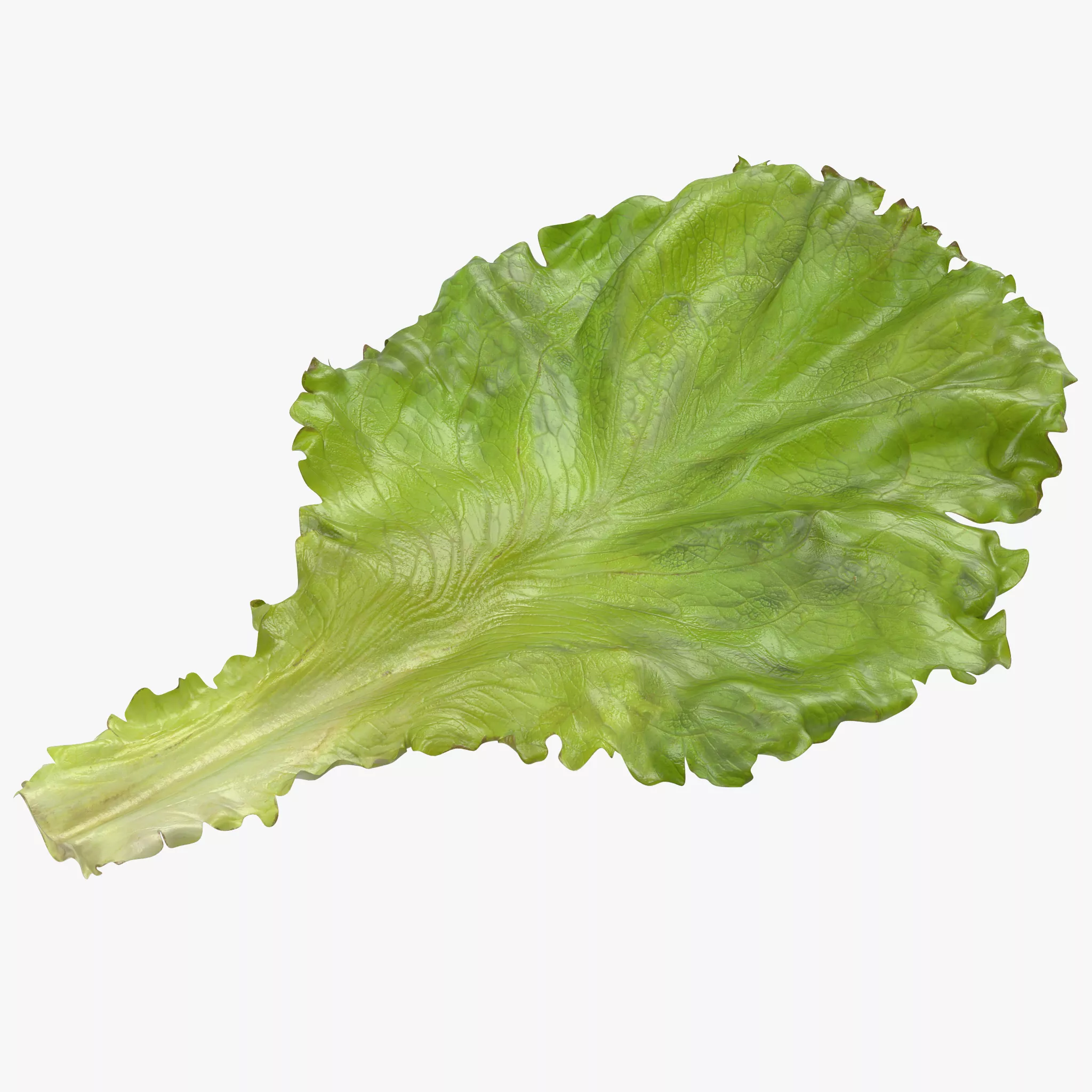 Lettuce Leaf 3D model