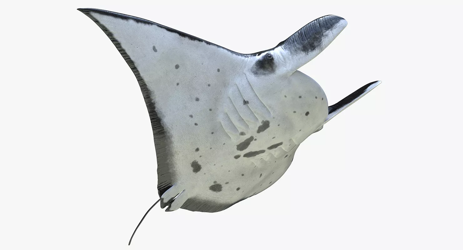 Manta Ray Rigged 3D model