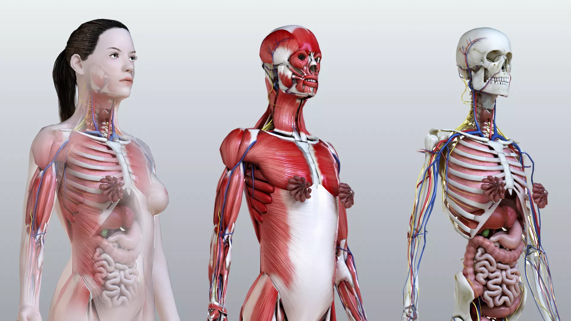 Complete Female Anatomy Low-poly 3D model