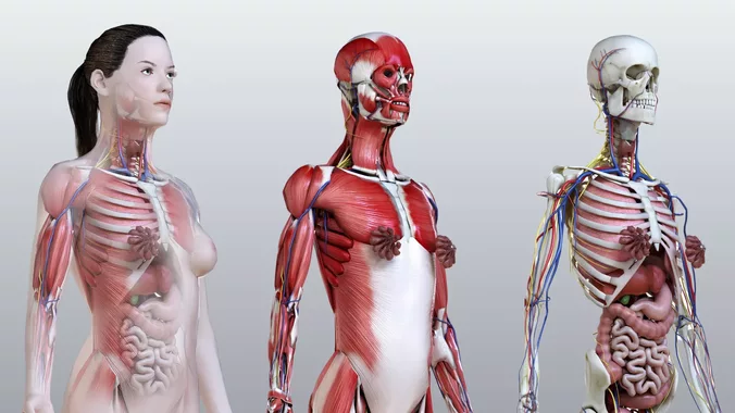 Complete Female Anatomy