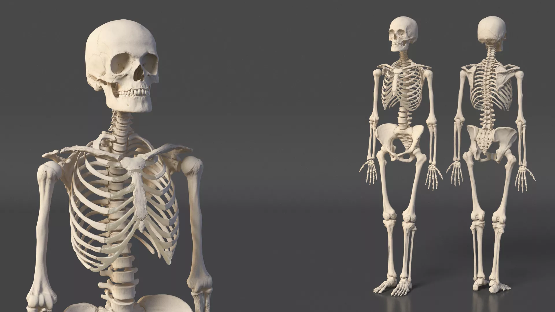 Human Female Skeleton 3D model