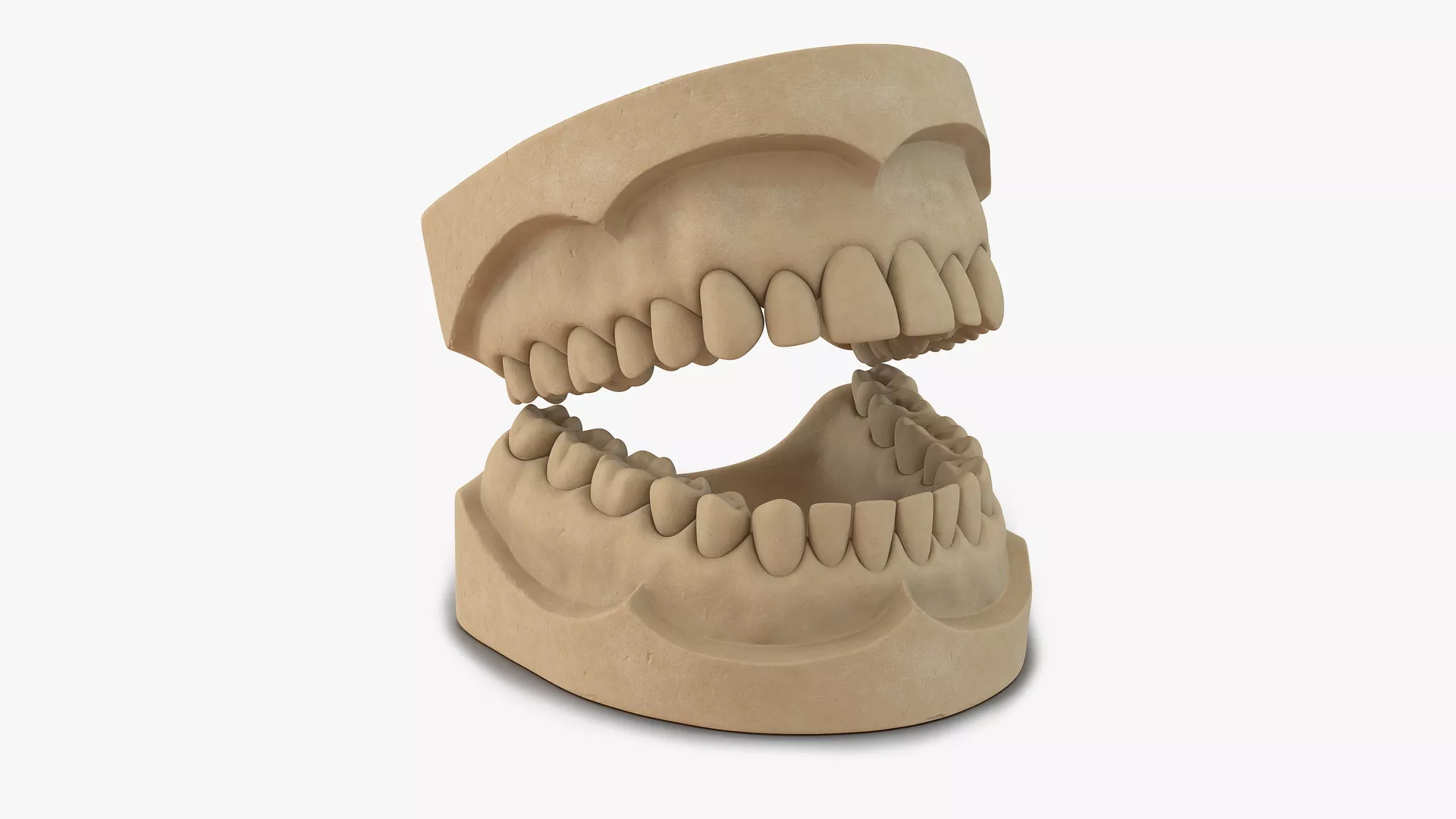 Dental Mold 3D model