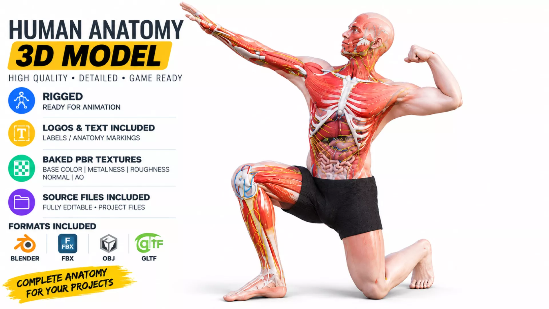 Human Anatomy Full Body Rigged Muscular Organ System Low-poly 3D model