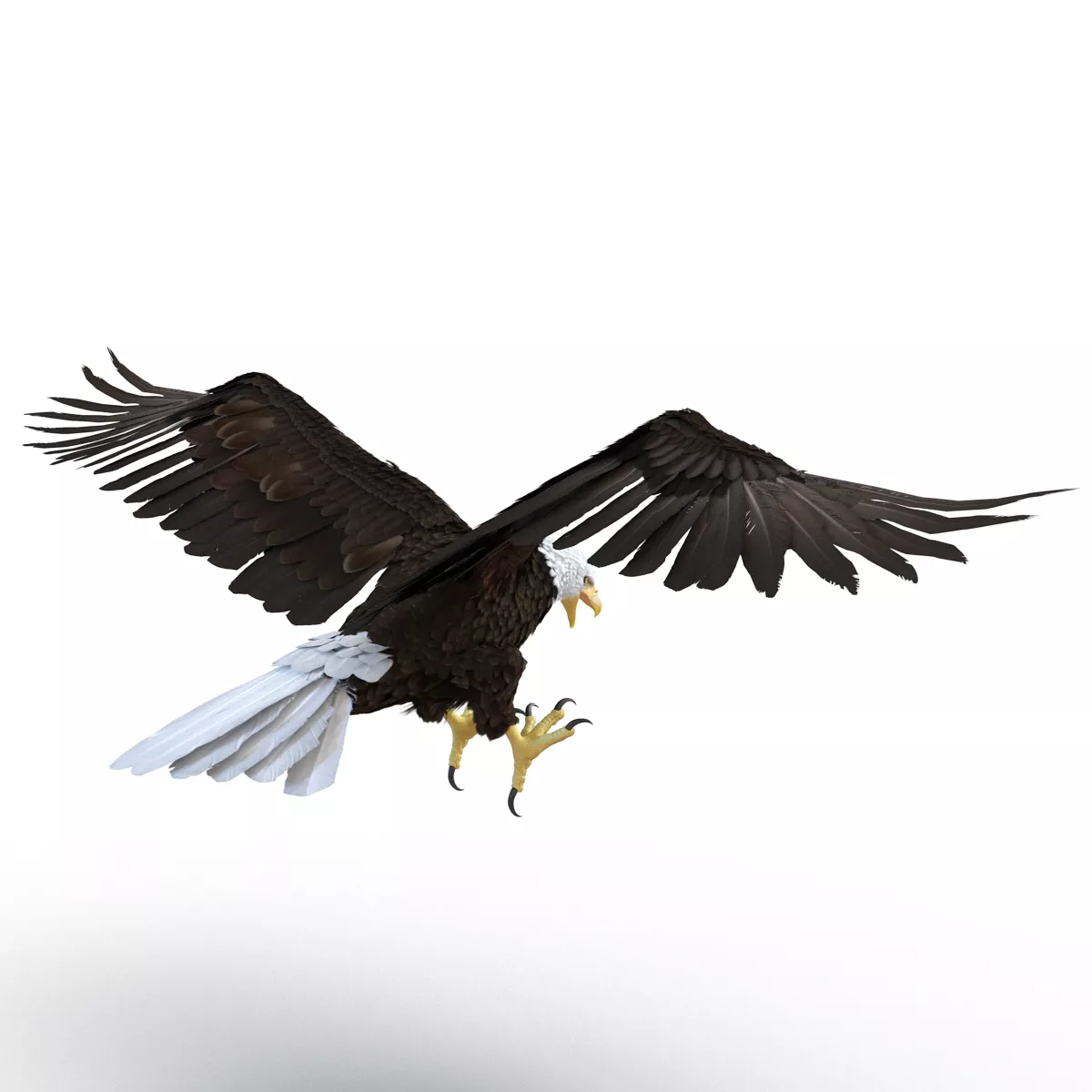 Bald Eagle Pose 2 3D model