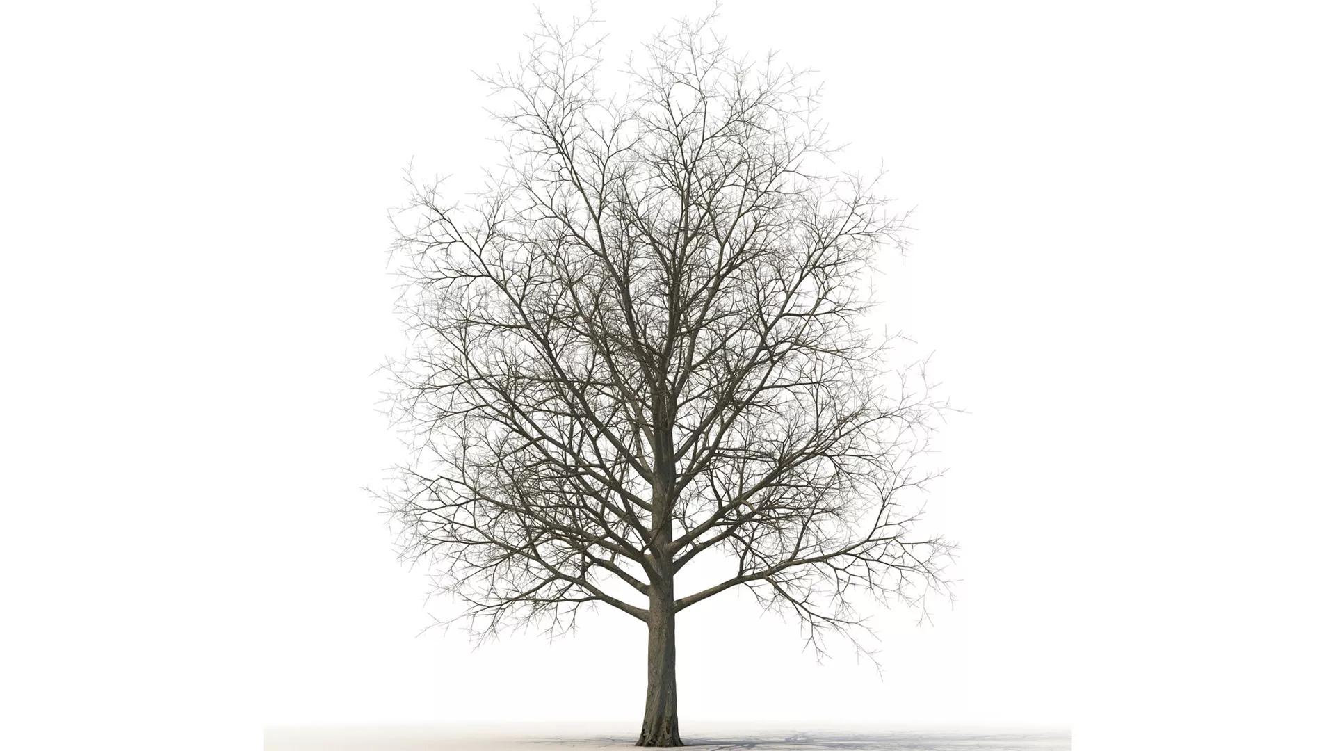Red Maple Tree Winter 3D model