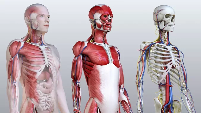 Full Male Anatomy