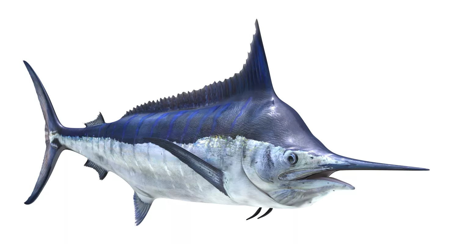Blue Marlin 3D model
