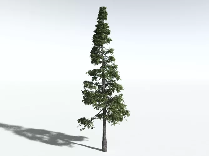 EVERYPlant Western Hemlock