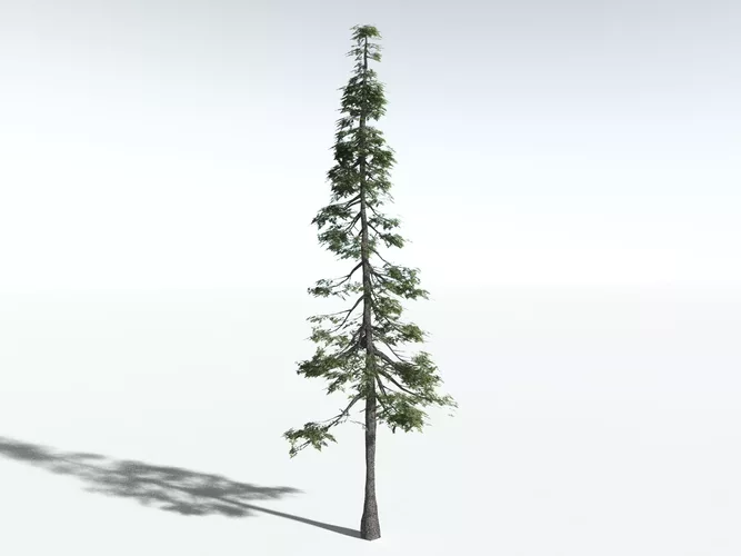 EVERYPlant Western Hemlock LowPoly