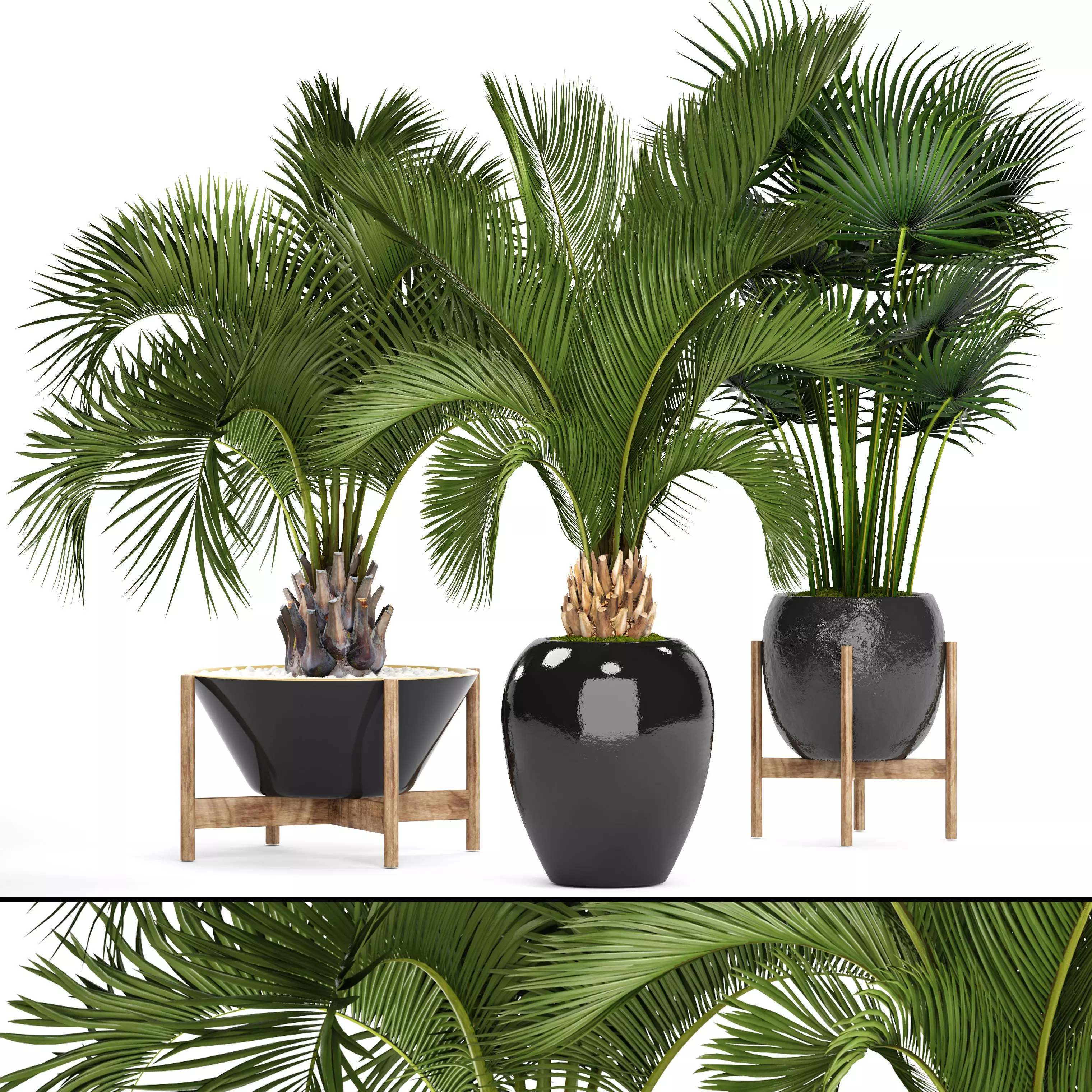 Collection palms 3 palm tree in wooden stand 3D model