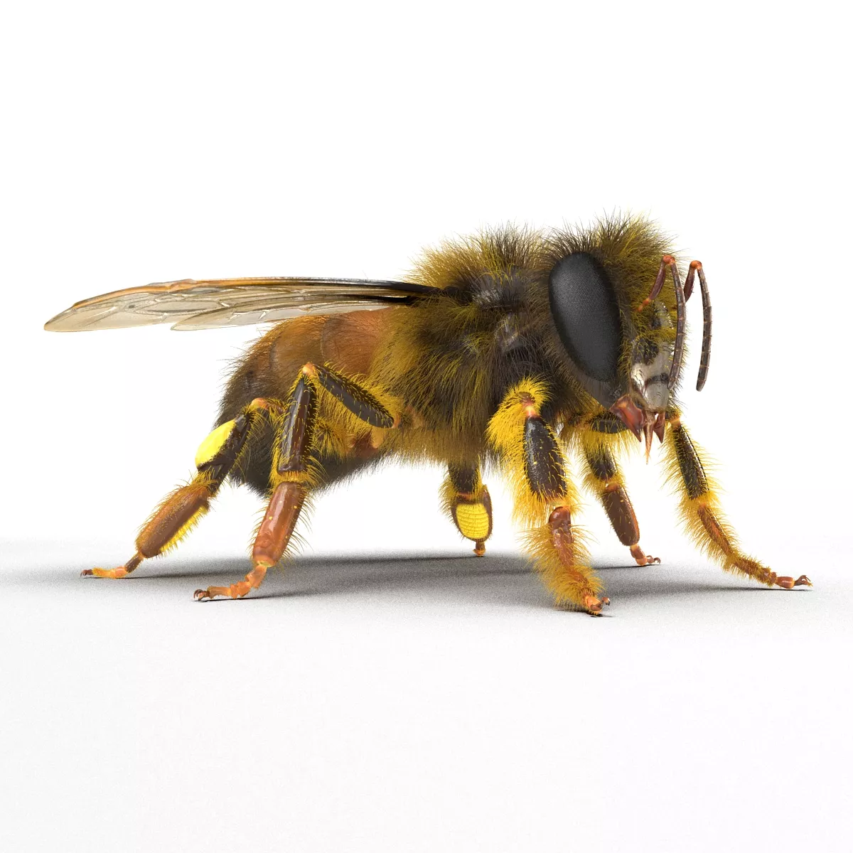 Bee Rigged 3D model