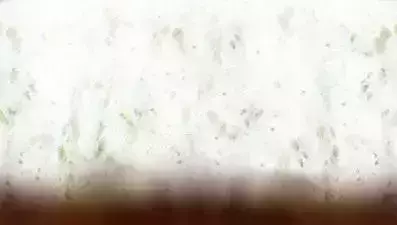 Dog 3dmax vray low-poly