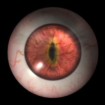 Spinosaurus dinosaur 3D model_10