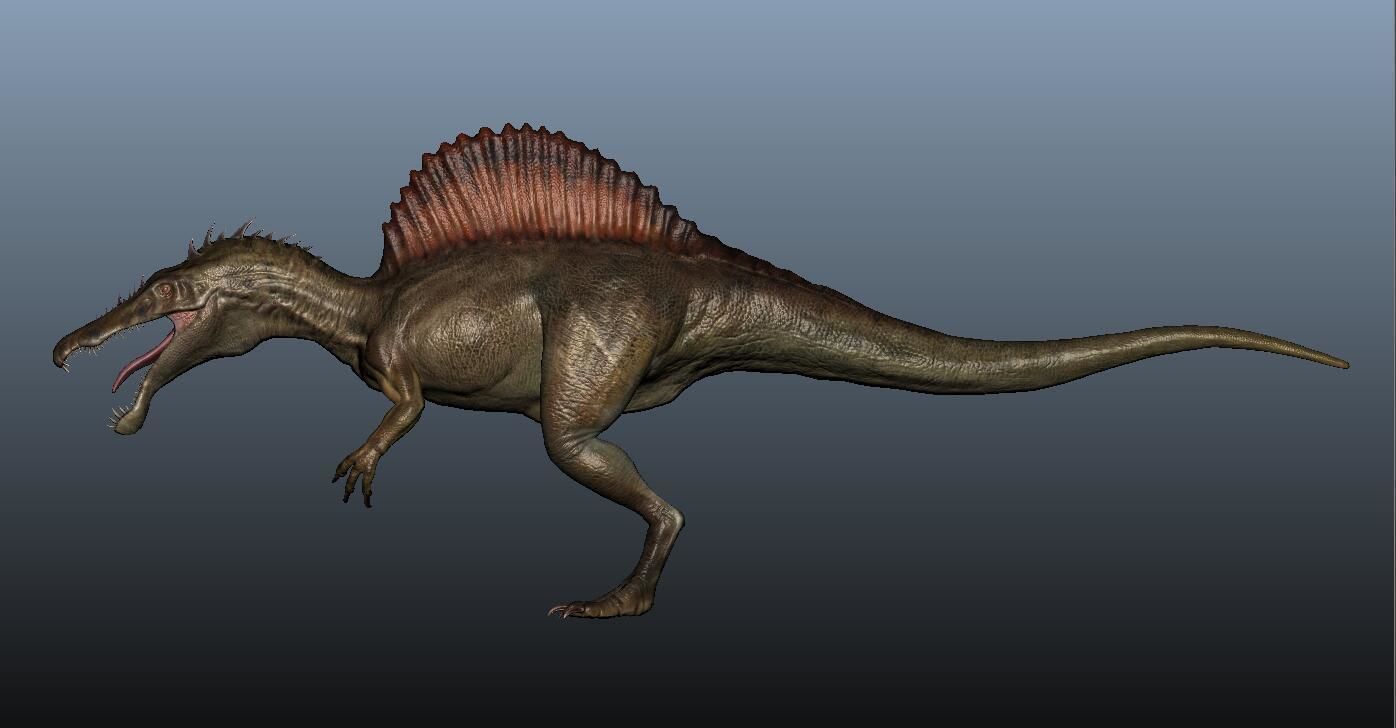 Spinosaurus dinosaur 3D model_4
