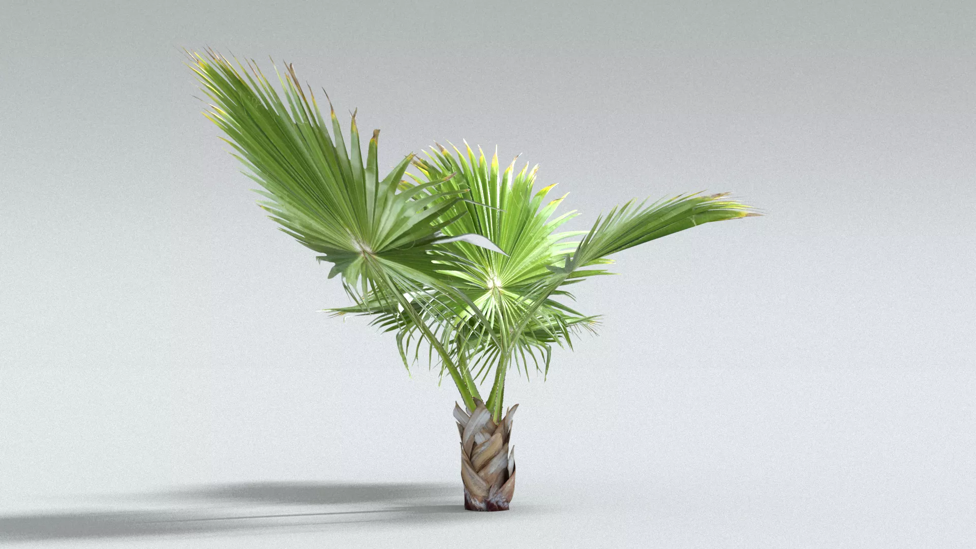 laos Palma De Guadalupe 3D model