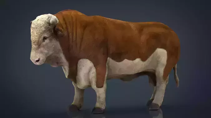 Hereford Bull