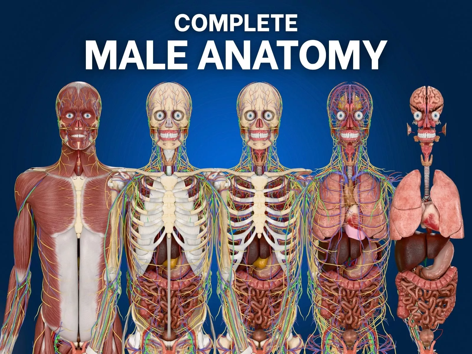 Complete Male Anatomy - All Body Systems Pack 3D model