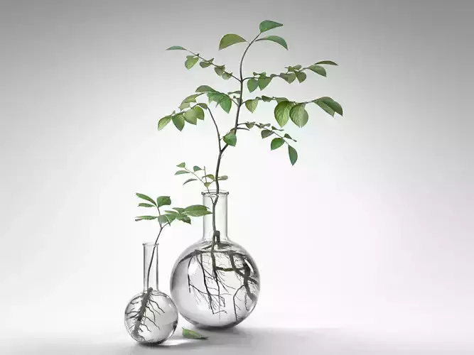 Water Plants in Flasks 3D model