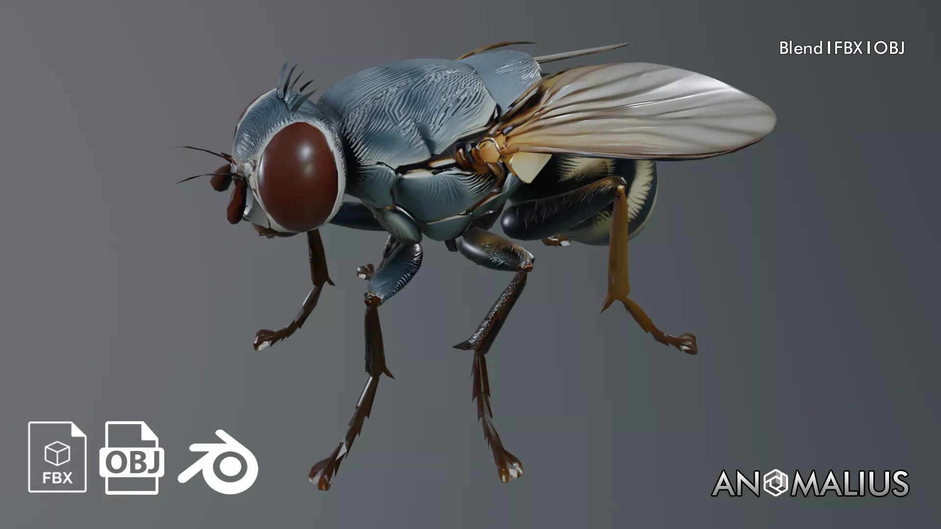housefly 3D model