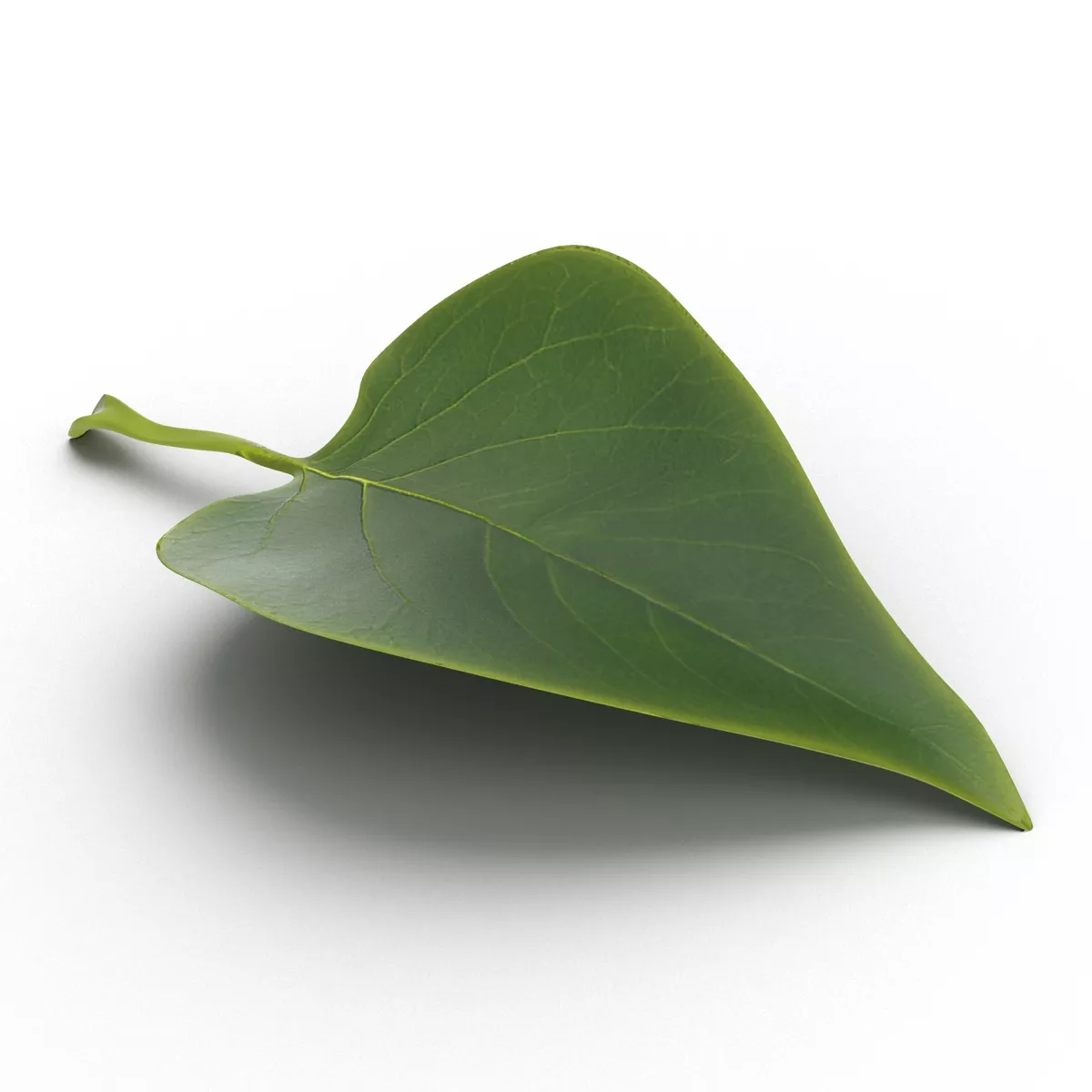 Leaf 2 3D model