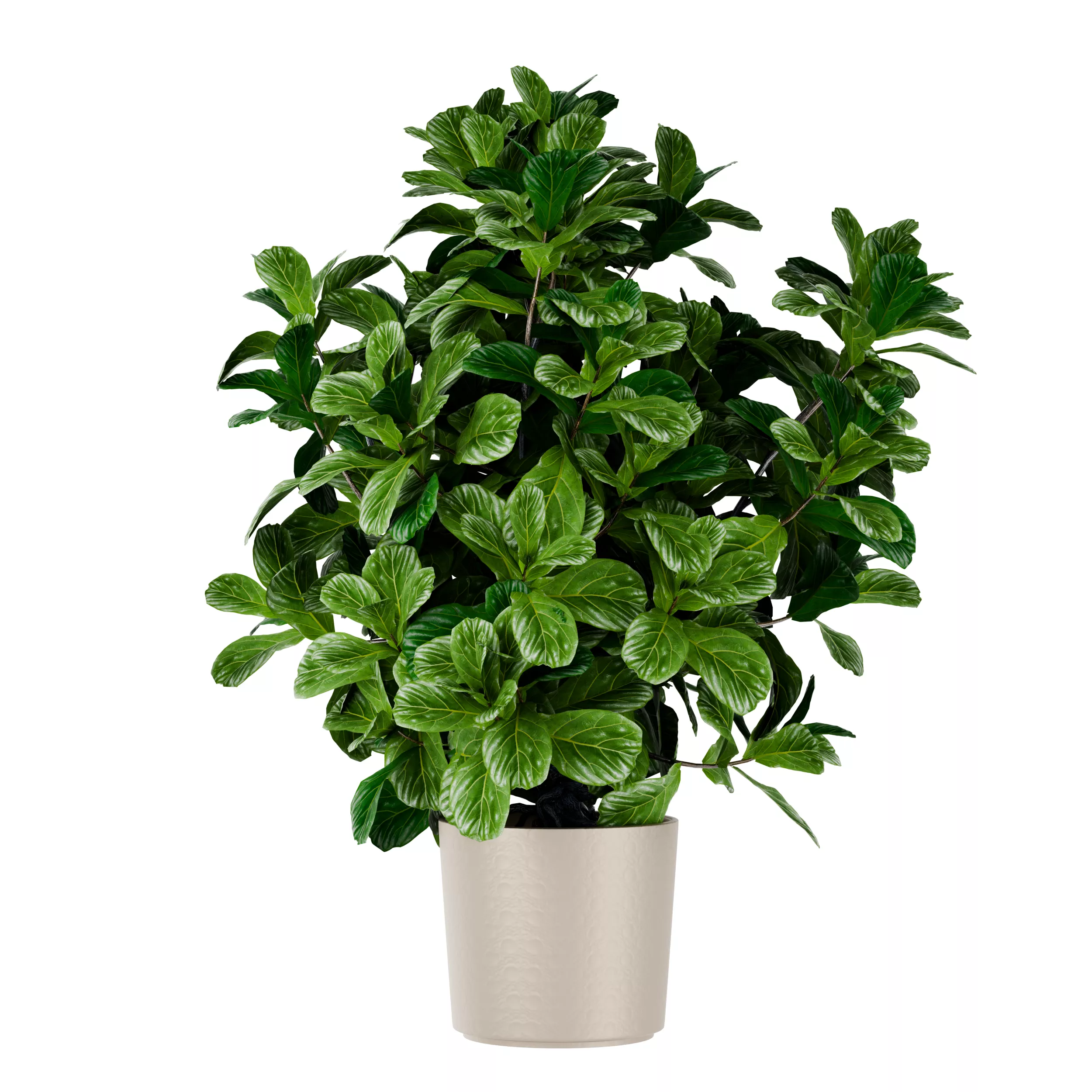 Bushy Potted Fig Plant 3D Model Low-poly 3D model