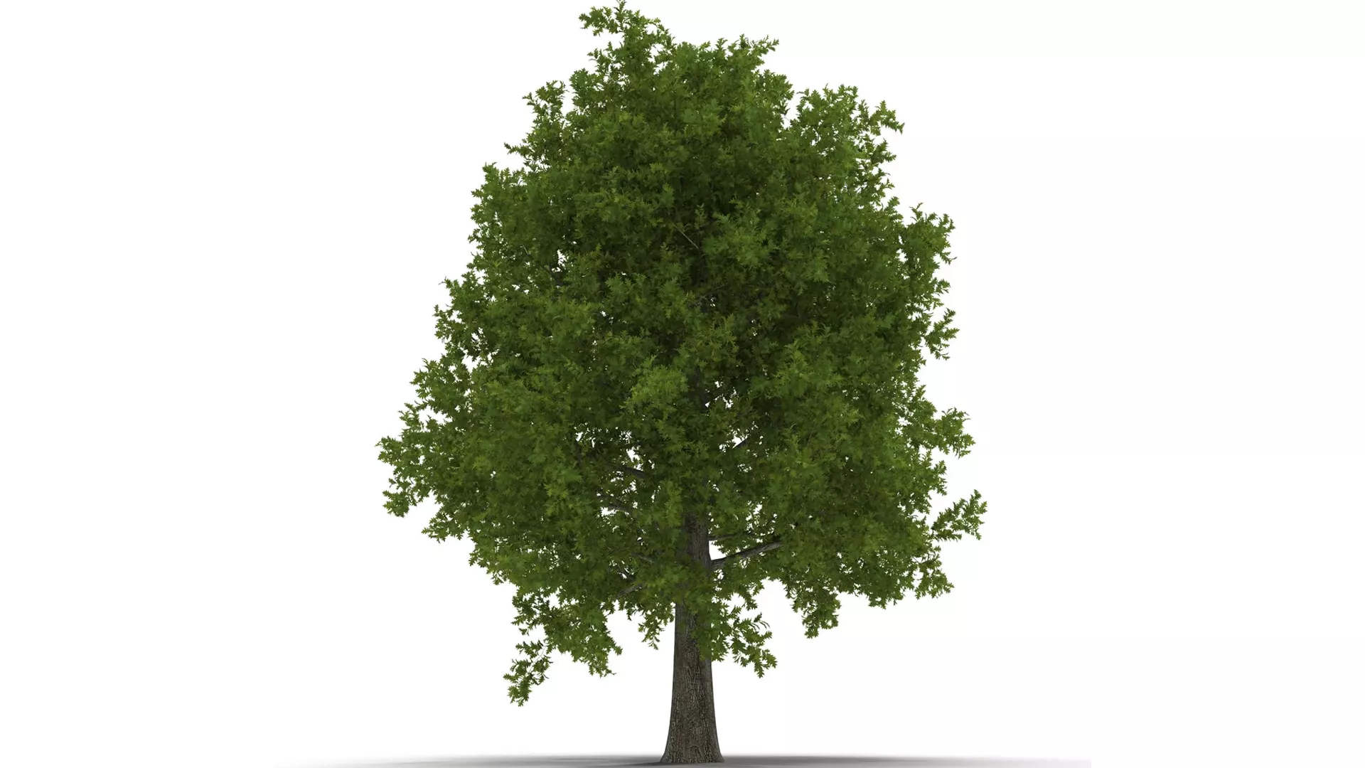 Red Oak Tree Summer 3D model