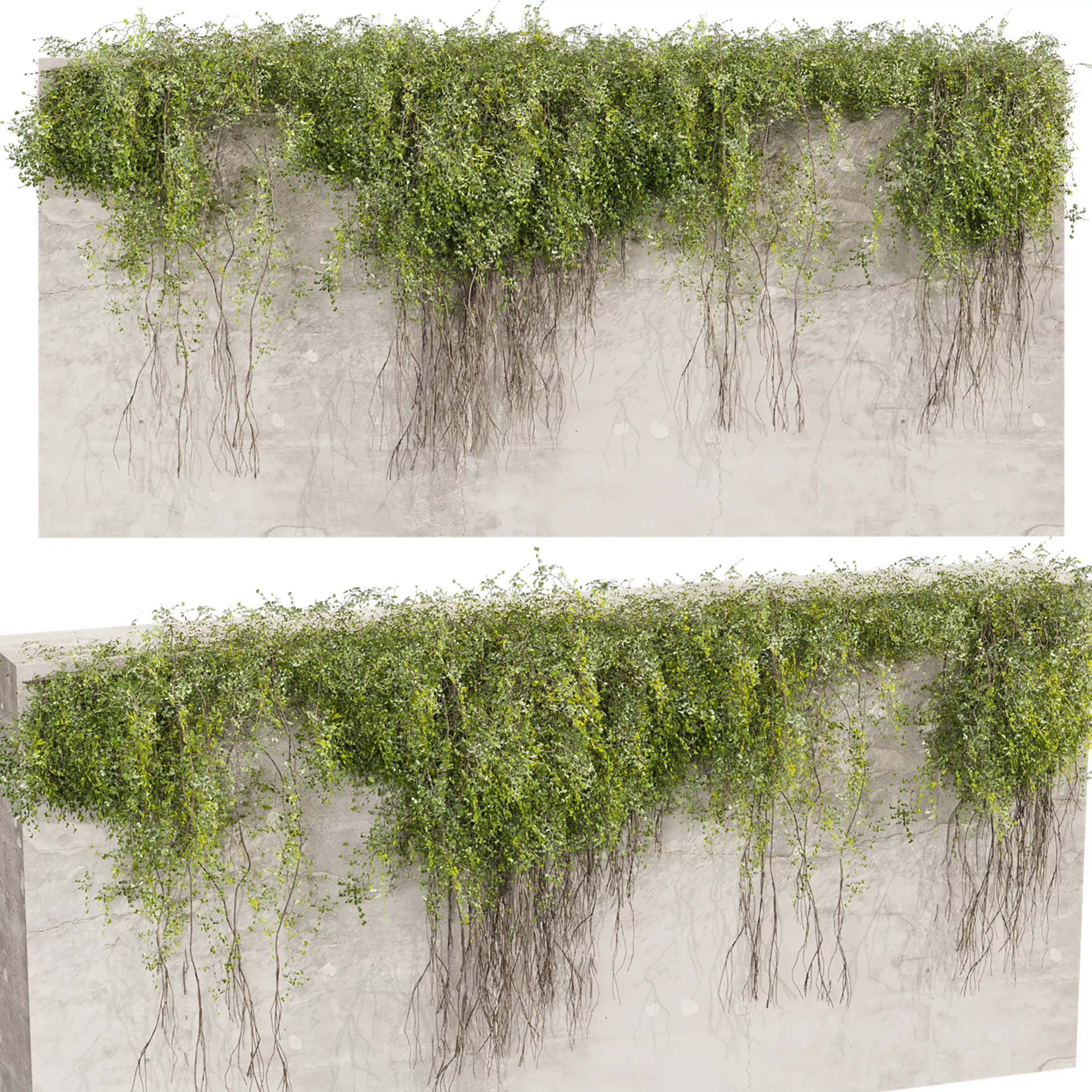 plant vol 1019 - ivy - creeper - concrete 3D model