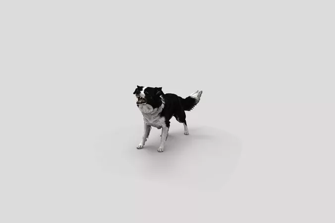  Realistic BorderCollie Barking Dog 3D Model