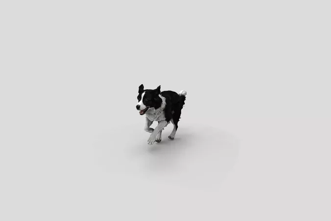  Realistic BorderCollie Running Dog 3D Model